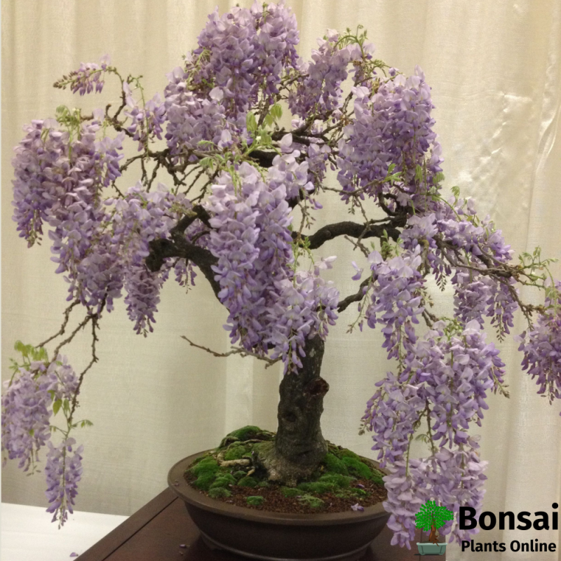 Wisteria Bonsai Tree - Image 2