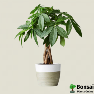 Braided Pachira Money Tree Bonsai in Ceramic Pot 6 Years 40 cm