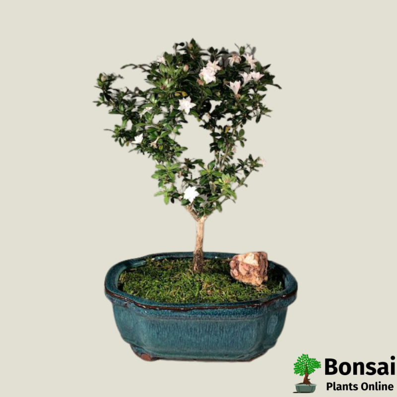 Snow Rose Bonsai Tree (Serissa)