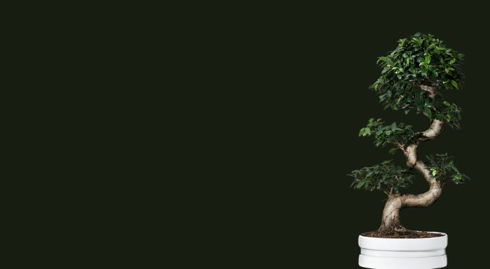 flowering bonsai tree