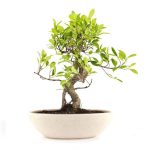 Stylish Ficus Plant Bonsai 4 Years (20cm)