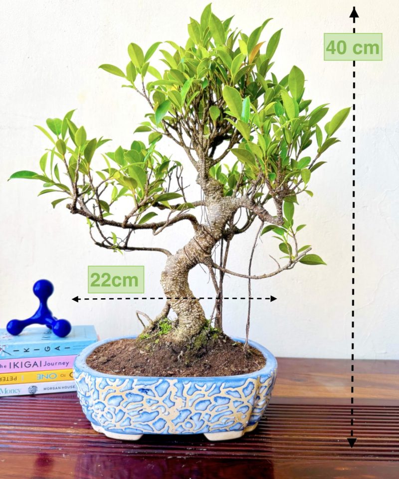 Aerial Roots S-shaped Ficus Bonsai Plant 12 Years - Image 2