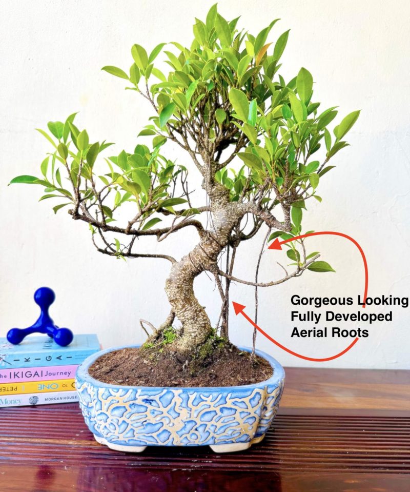 Aerial Roots S-shaped Ficus Bonsai Plant 12 Years - Image 3
