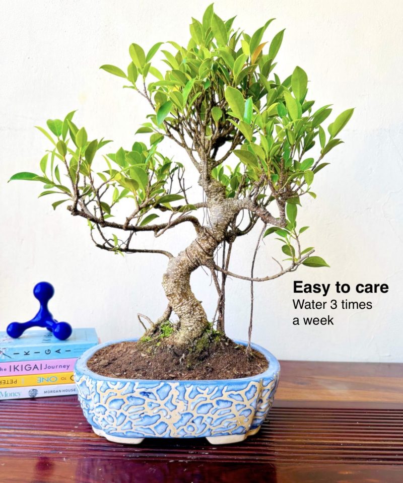 Aerial Roots S-shaped Ficus Bonsai Plant 12 Years - Image 4