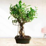 Ficus Bonsai Tree Aerial Root 12 Years 40 cm