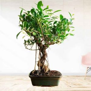 Ficus Bonsai Tree Aerial Root 12 Years 40 cm