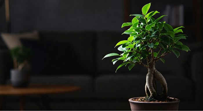 bonsai-plants