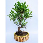 Ficus Plant Bonsai 12 Years Old