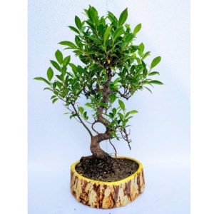 Ficus Plant Bonsai 12 Years Old