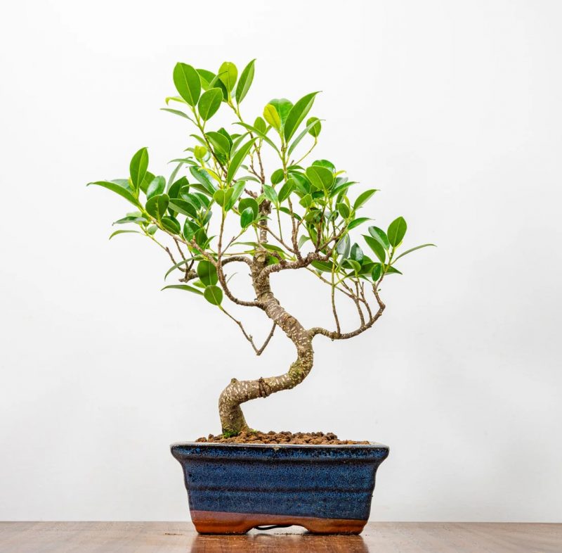 Ficus Bonsai Tree Curved in Ceramic Bonsai Pot 6 Years 30 cm - Image 9