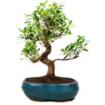 Exotic Ficus Plant Bonsai 9 years 35 cm