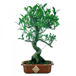 Ficus Bonsai Live Tree - 9 Years Old x 35cm