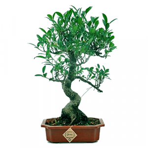 Ficus Bonsai Live Tree - 9 Years Old x 35cm