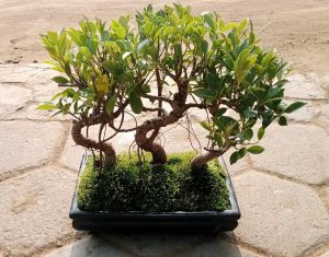 Ficus Microcarpa Bonsai Forest | Set of 3