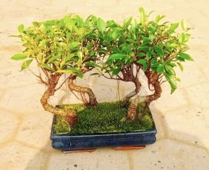 Ficus Microcarpa Bonsai Forest | Set of 4