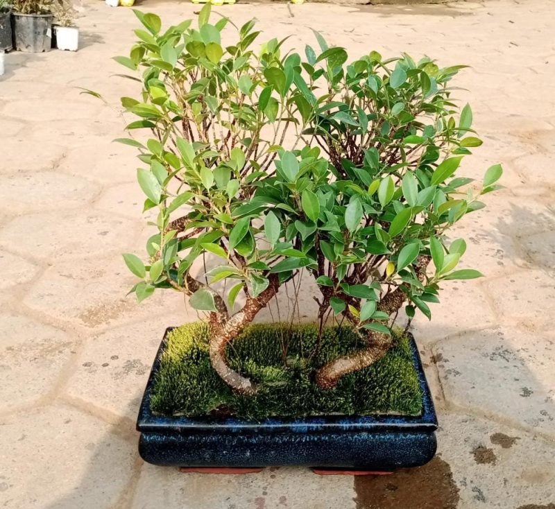 Ficus Microcarpa Bonsai Forest | Set of 2 - Image 5