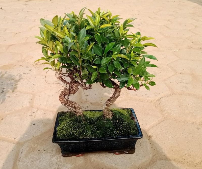 Ficus Microcarpa Bonsai Forest | Set of 2 - Image 2