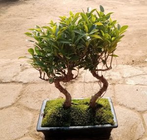 Ficus Microcarpa Bonsai Forest | Set of 2