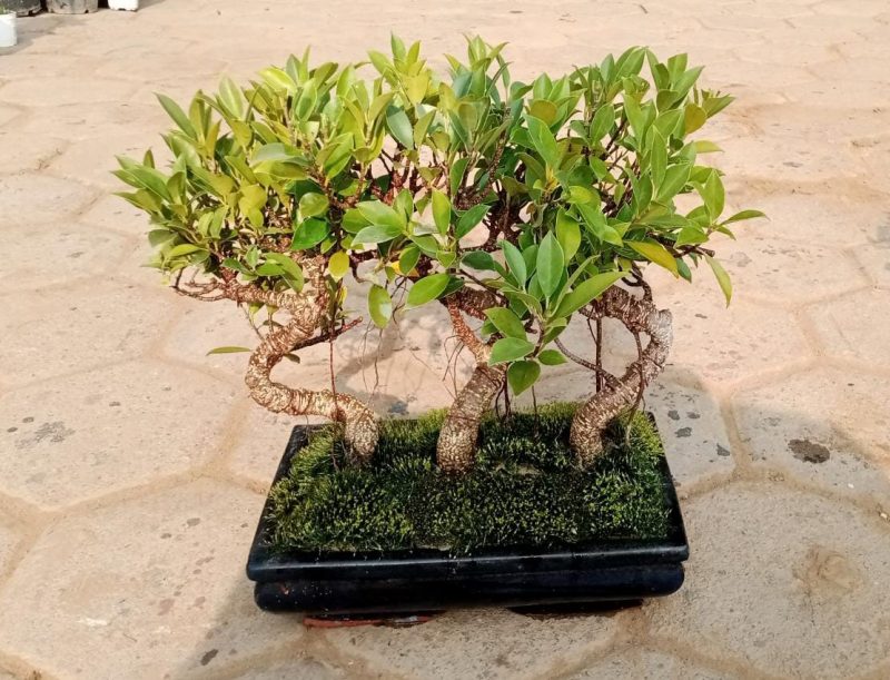 Ficus Microcarpa Bonsai Forest | Set of 4 - Image 3