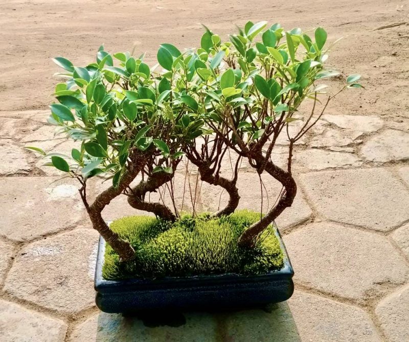 Ficus Microcarpa Bonsai Forest | Set of 4 - Image 2