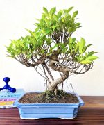Ficus Bonsai Plant Aerial Roots In Blue Ceramic Pot 12 Years 40 cm
