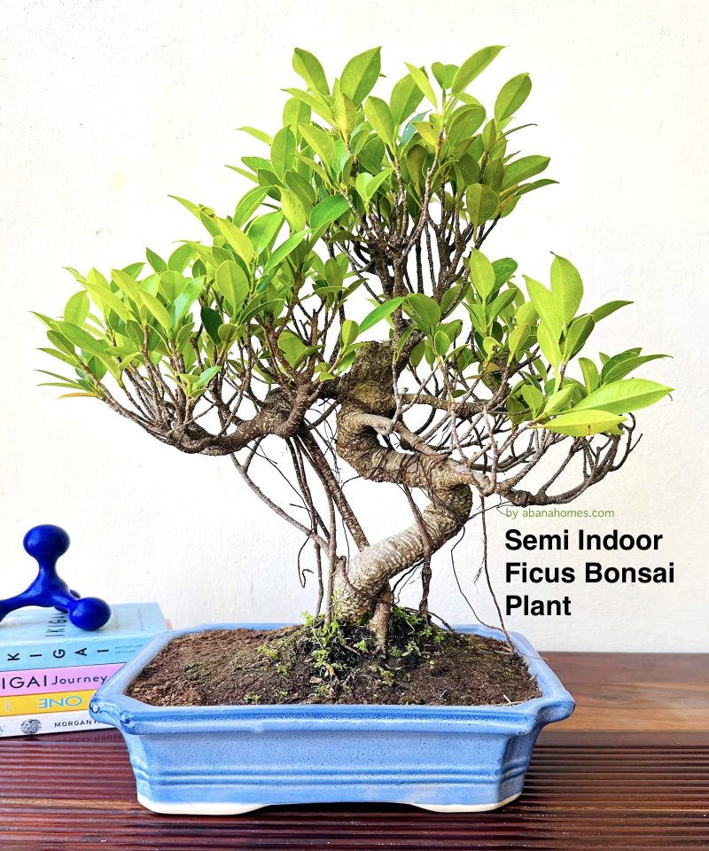 Ficus Bonsai Plant Aerial Roots In Blue Ceramic Pot 12 Years 40 cm - Image 4