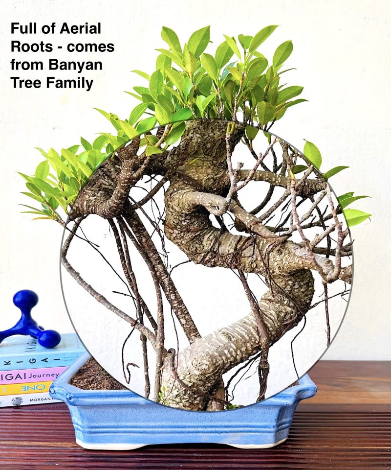 Ficus Bonsai Plant Aerial Roots In Blue Ceramic Pot 12 Years 40 cm - Image 3