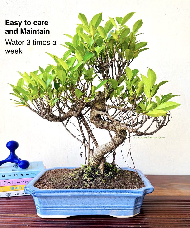 Ficus Bonsai Plant Aerial Roots In Blue Ceramic Pot 12 Years 40 cm - Image 5
