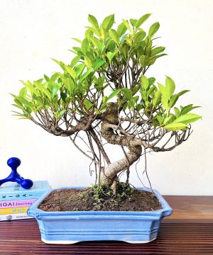 Ficus Bonsai Plant Aerial Roots In Blue Ceramic Pot 12 Years 40 cm