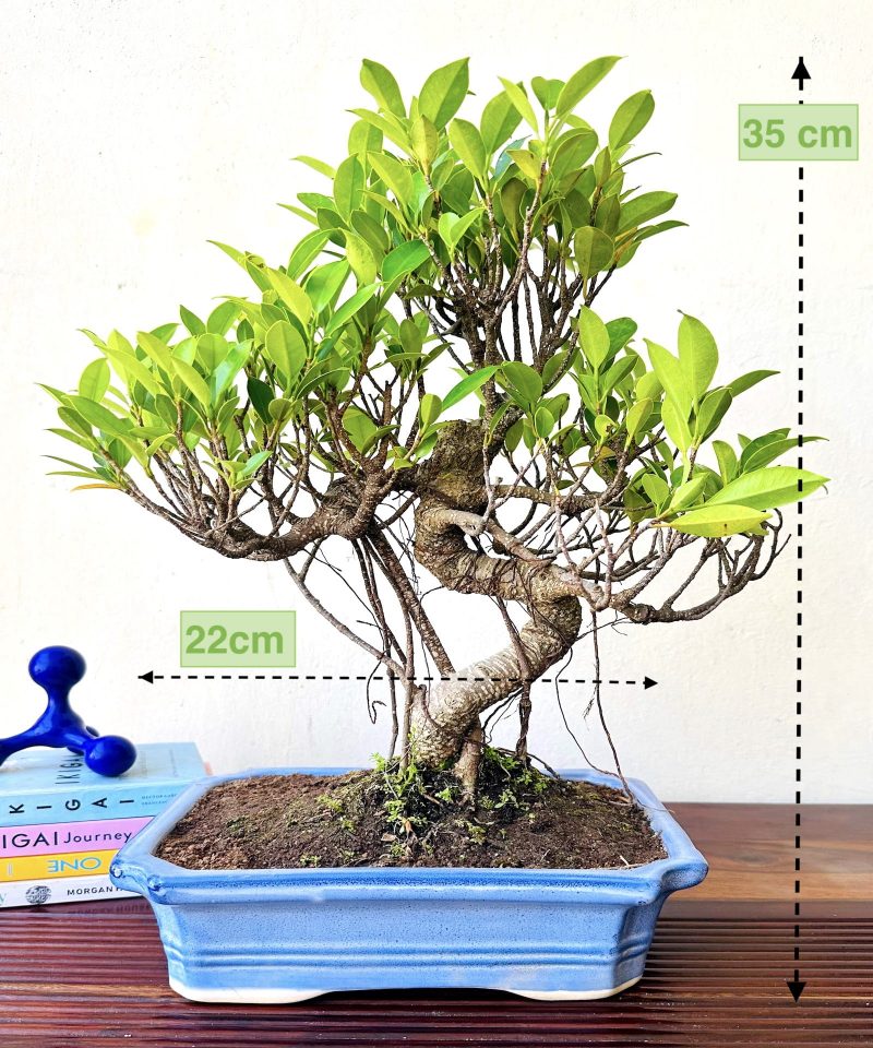 Ficus Bonsai Plant Aerial Roots In Blue Ceramic Pot 12 Years 40 cm - Image 2