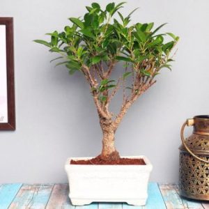 Ficus Tree Bonsai 4 Years 20 cm