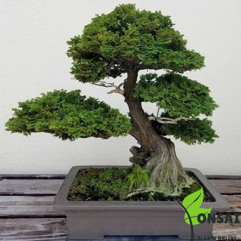 Mica Bonsai Pots - Image 2