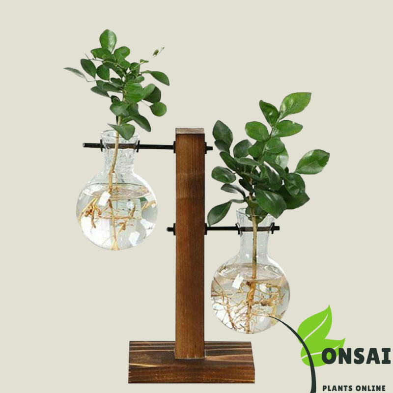 Glass Bonsai Pots - Image 3