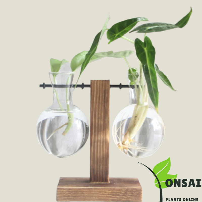 Glass Bonsai Pots - Image 2