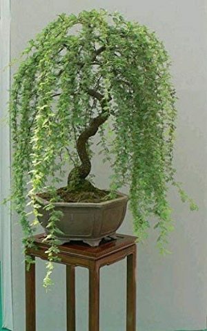 Weeping Willow Bonsai Tree
