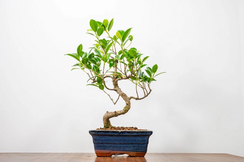 Ficus Bonsai Tree Curved in Ceramic Bonsai Pot 6 Years 30 cm - Image 8