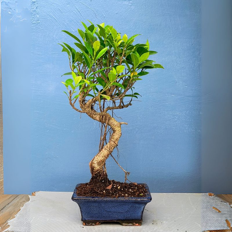 7 Years Old Banyan Bonsai Tree in Curved Style with Aerial Roots (2) 7 Years Old Banyan Bonsai Tree in Curved Style with Aerial Roots