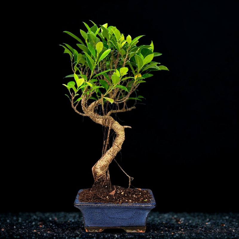 7 Years Old Banyan Bonsai Tree in Curved Style with Aerial Roots (3) 7 Years Old Banyan Bonsai Tree in Curved Style with Aerial Roots