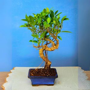 7 Years Old Banyan Bonsai Tree in Curved Style with Aerial Roots