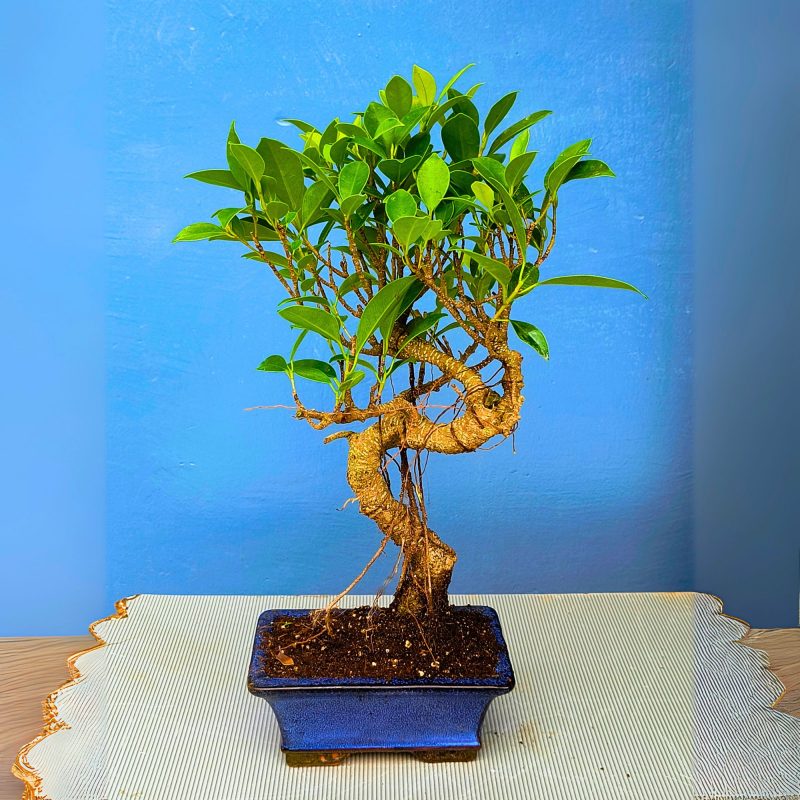 7 Years Old Banyan Bonsai Tree in Curved Style with Aerial Roots 7 Years Old Banyan Bonsai Tree in Curved Style with Aerial Roots