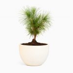Japanese pine bonsai tree small 1 year old
