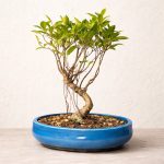 Jade Plant Bonsai
