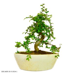 Chinese Elm Bonsai – 4 Years Old, 25 cm | Desk & Shelf Size