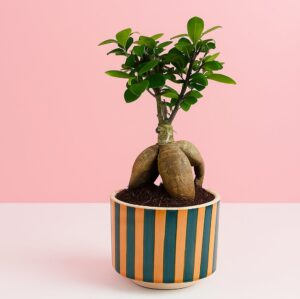 Ficus Microcarpa Bonsai – Premium Striped Ceramic Pot | Home Décor