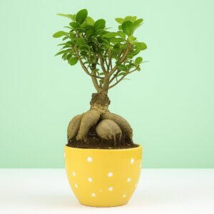 Ficus Microcarpa Bonsai – Premium Dotted Ceramic Pot | Home Décor