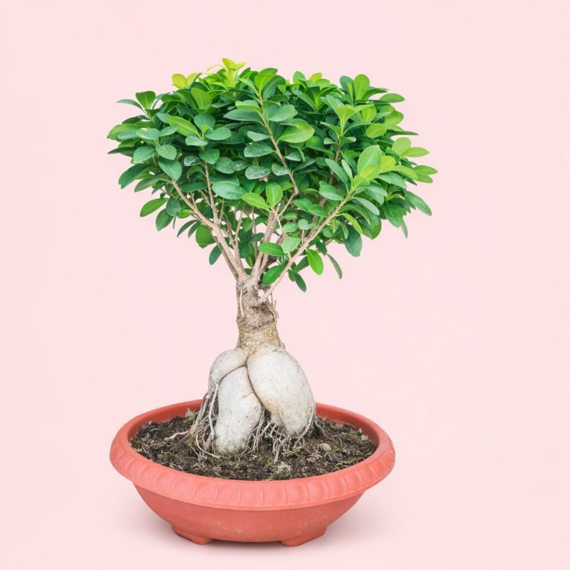 8YearsOldBonsaiTree-FicusMicrocarpa1.jpg
