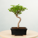 Chinese Elm Bonsai – 5 Years, 30 cm | Cloud / Topiary Pruned Style