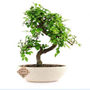 Chinese Elm Bonsai Plant – 5 Years Old, 25 cm (Ulmus Parvifolia)