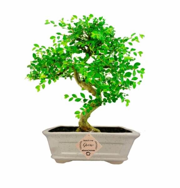Chinese-Elm-Bonsai-Tree.jpg