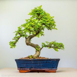Chinese Elm Bonsai in Blue Ceramic Pot – 12 Years, 40 cm